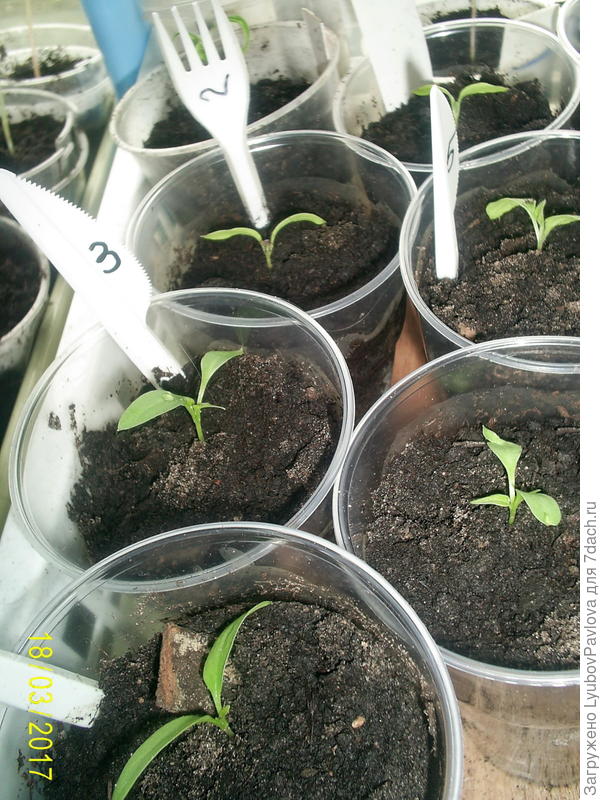 Перцы (один ящик из двух)