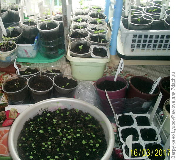 Цветы разные + земляника