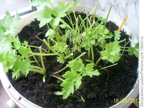 Петрушка отрастает 2 раз. Лучок зелёный рос на подоконнике 3,5 месяца (декабрь-март)