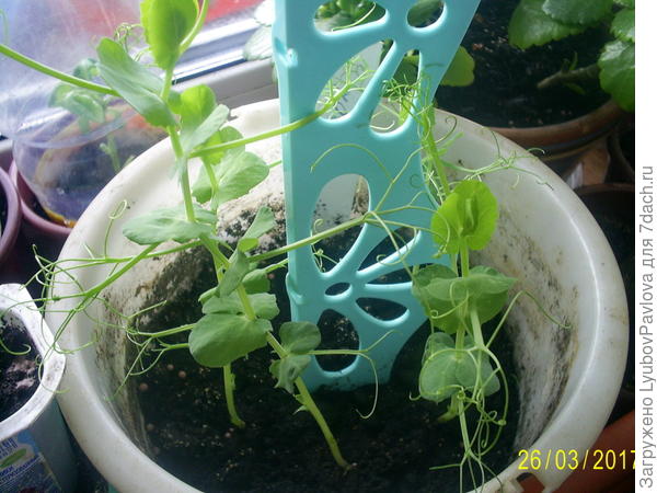 Горох ПАТИО