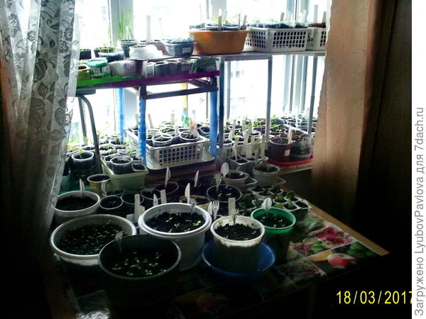 Всевозможная рассада цветов + томатов + перцев + баклажанов