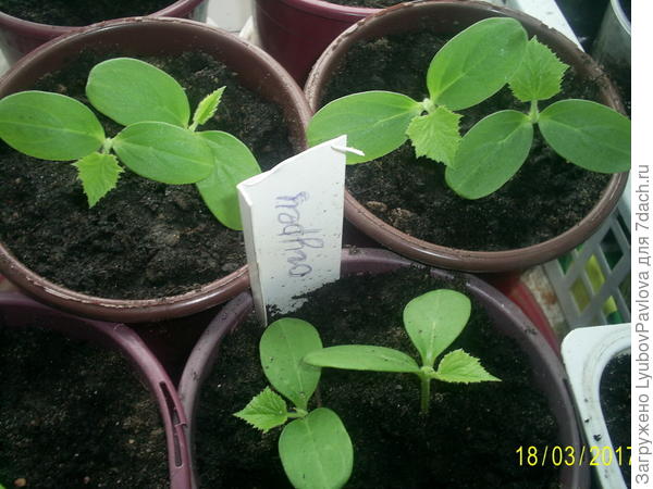 Огурцы ПАТИО