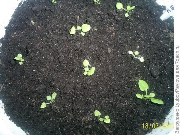 Петунии ЖАБО и ВАЛЕНТИНА, + есть простые петунии