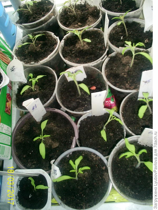 Томаты (один ящик из 5)