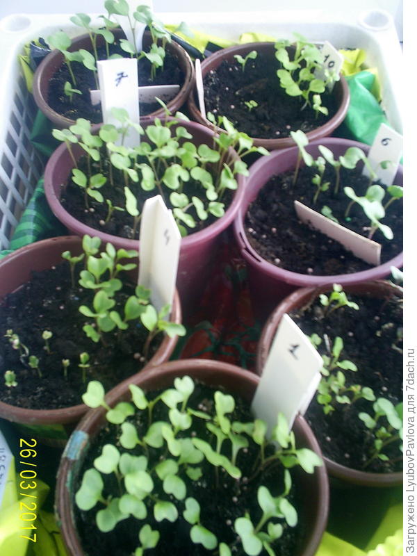 Капуста на балконе