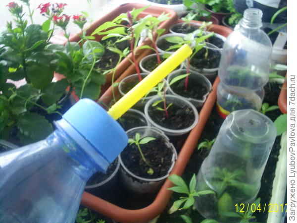 Бутылка удобна, но не долговечна) Ещё недостаток - надо сделать отверстие в пробке точно по размеру трубочки, тогда не будет пропускать воду помимо неё.