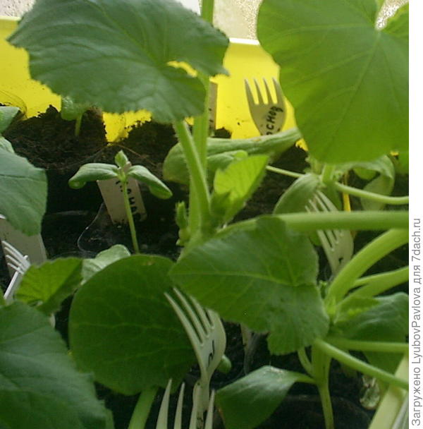 В центре зародыш тыквы Красавица