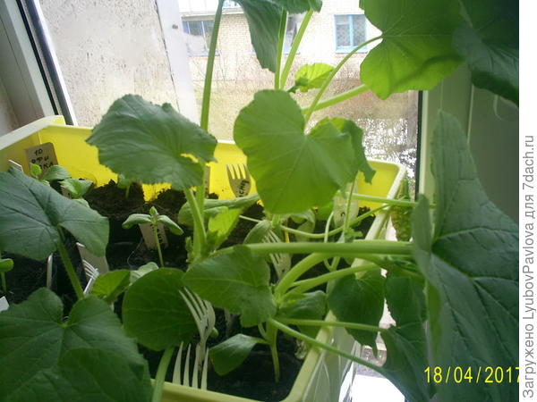 Тыква Красавица, растёт дома.