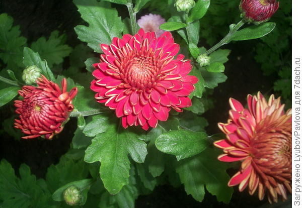 Такую рыженькую еле спасла. На огороде не оставила, побоялась, что вымерзнет. Выкопала и поставила в подвал. Она проросла, дала росток, а потом погибла, но этот росточек я вовремя обрезала и посадила отдельно. Цветочку дана вторая жизнь!