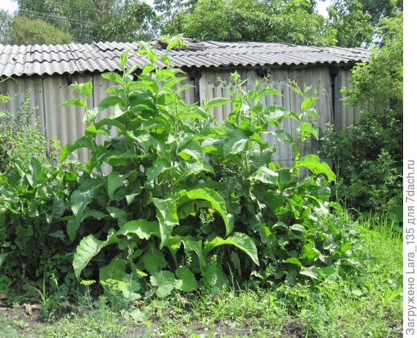 Вот какой красавец, этоя его ещё в высоту чуть подстригла!!!