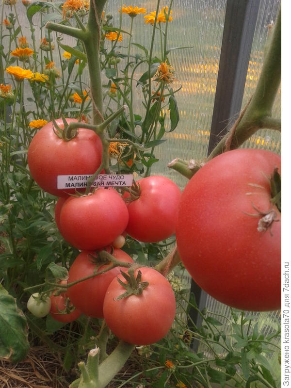 Малиновая мечта