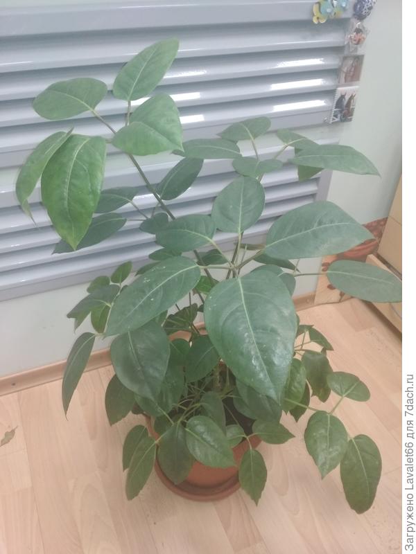 Горшок пора опять менять.