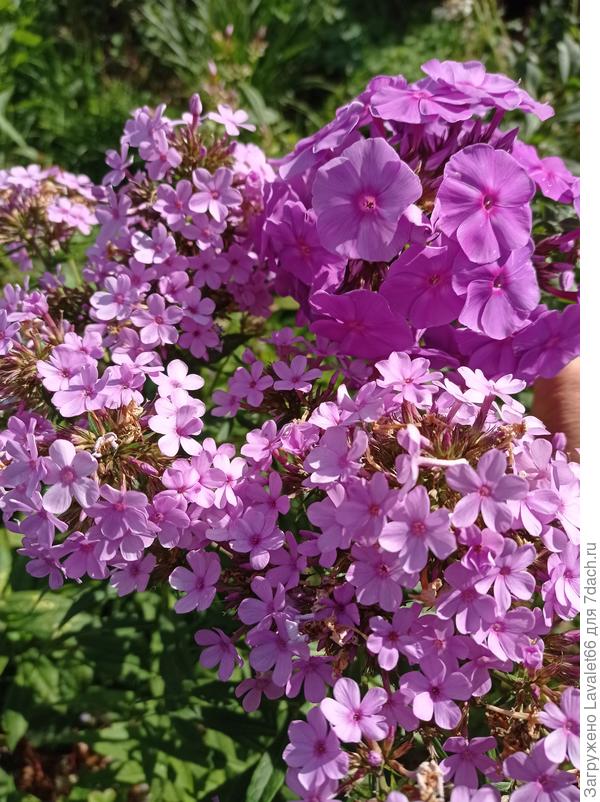 Гесперис с Аметистом.