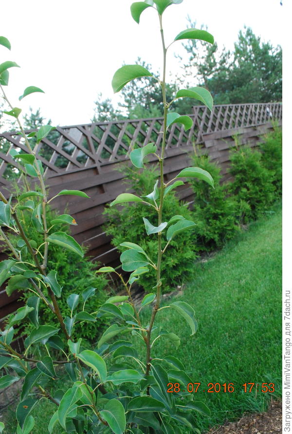 Прищипнутый побег в июне.