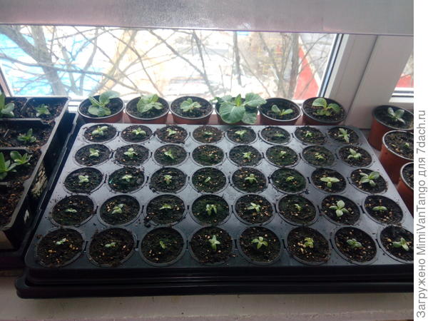 И есть вот такая