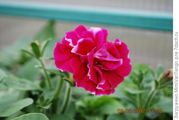 Первый цветок петунии в этом году ,порадовал нас своим нежным цветением.