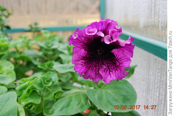 Вот такая ещё распустилась.