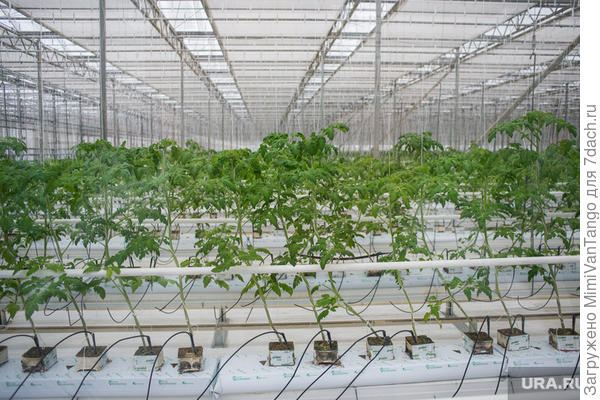 Так выращивают и ничего...