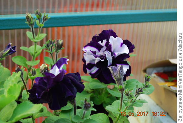 И эта мне нравится.А ,Вам?