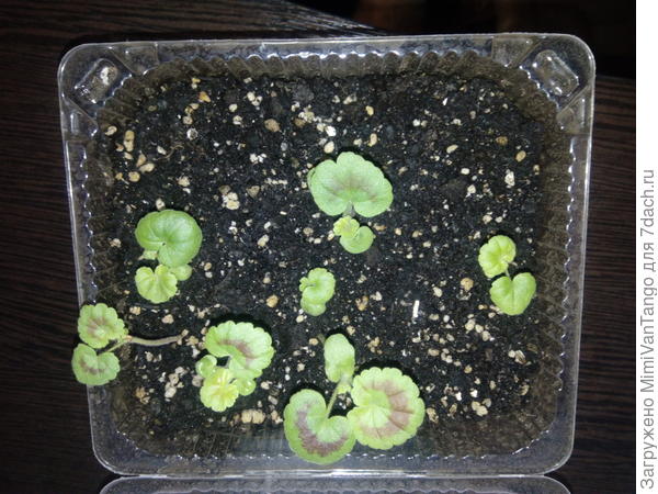 Всходы герани.