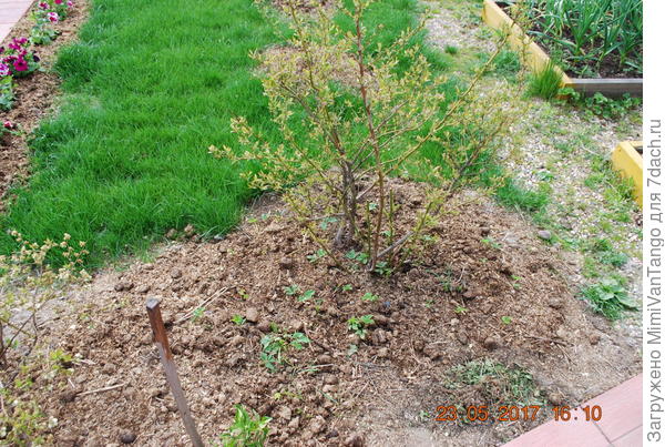 Ежегодно подкладываю навоз.