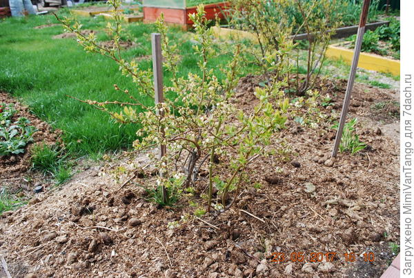 Видимо моя микориза не знала что органику есть нельзя.