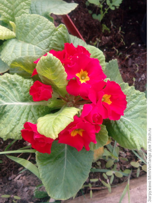 У меня вот такая.