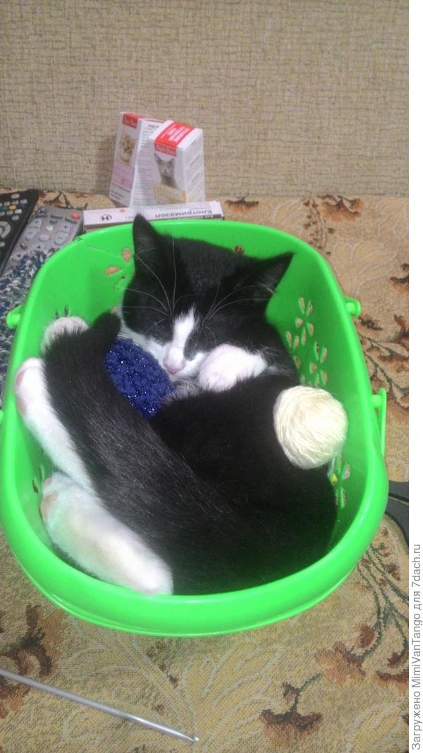 Помог по хозяйству, поиграл с хозяйскими клубками и уснул там же.