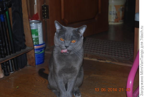 Митяй раньше жил в квартире.
После того, как построили дачу, стали вывозить его по выходным. 
А потом Митяй не захотел больше жить в квартире (очень скучал по даче, практически ничего не ел), тогда мы с женой решили оставить его на даче. С тех пор он всегда на даче, и мы, глядя на него, тоже перебрались...