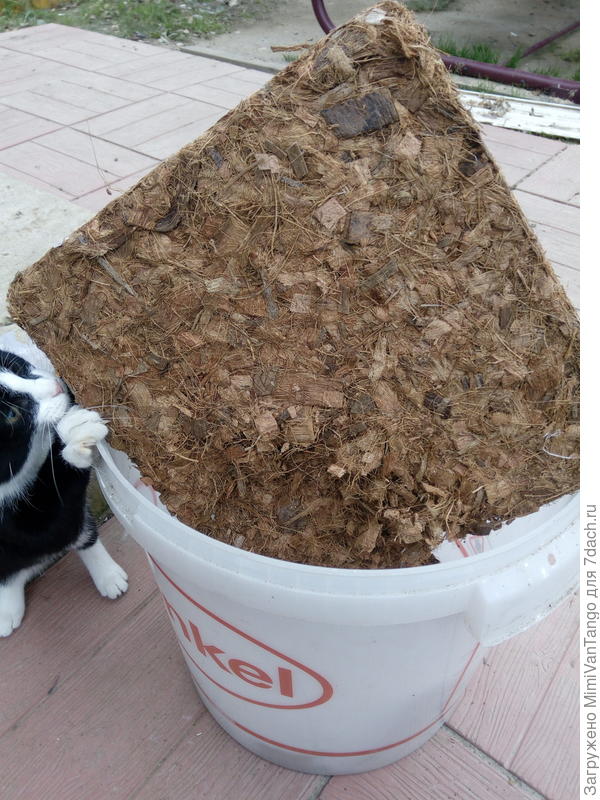 Баксику интересно всё, фотографировал кокосовый брикет, только потом, когда смотрел фотографии, заметил помощника.