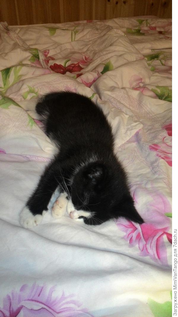 Баксик оказался очень энергичным и любознательным, интересовался всем и вся, быстро выматывался и много спал... 
Митяй очень радушно принял котёнка и сразу взялся за его воспитание...