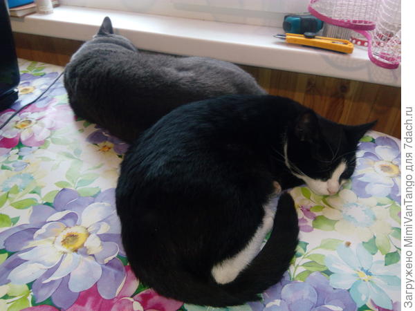 Коты у нас очень дружны между собой, часто спят вместе, играют, ухаживают друг за другом.