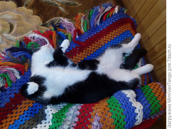 Очень любит спать на спине, иногда такие позы, такое наслаждение в них... 
Умеют коты получать удовольствие, прям завидно...