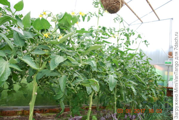 Уже на голых ногах.Завтра буду удалять.