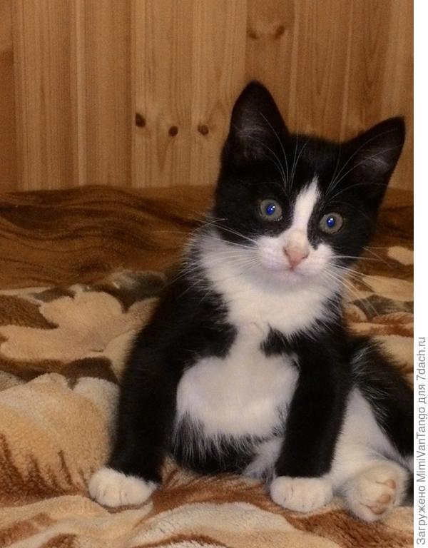 А совсем недавно, в августе прошлого года, появилось у нас вот это чудо - Баксик называется.