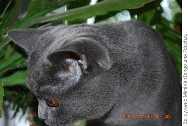 Митя очень аккуратный котик, за всё время ничего не свалил, не разбил, не отломил ни одного листика с рассады или комнатных растений. 
Его можно смело оставлять с рассадой, будучи уверенным, что он её не тронет.