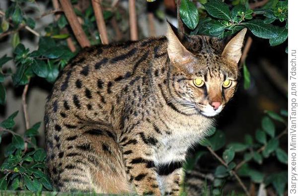 Очень крупные,до 14кг.,размером со среднюю собаку.