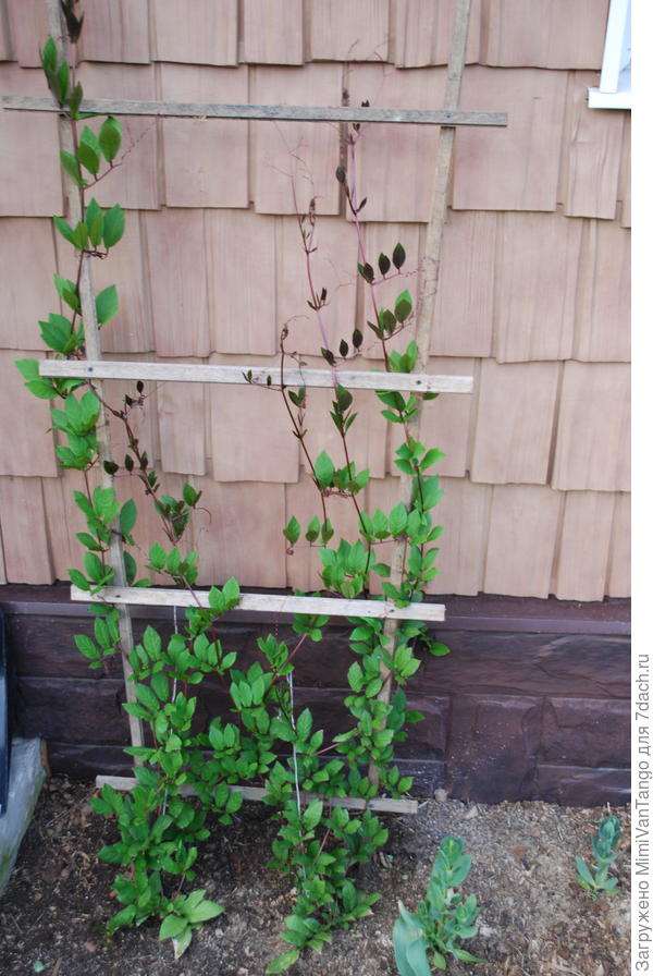 Кобея цвести и не собирается.