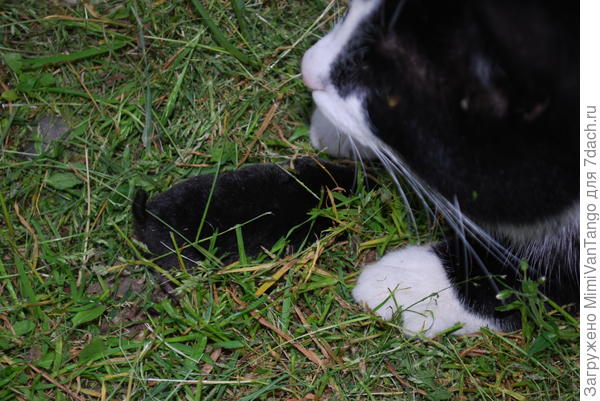 Умничка Баксик,а ему ещё и года нет!