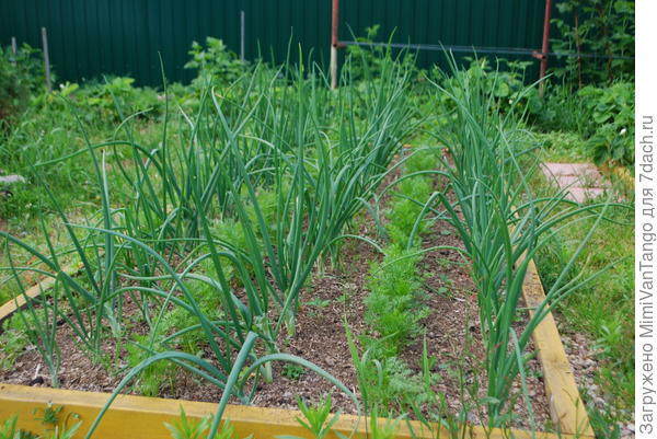 Лук-морковь,совсем ещё малыши.