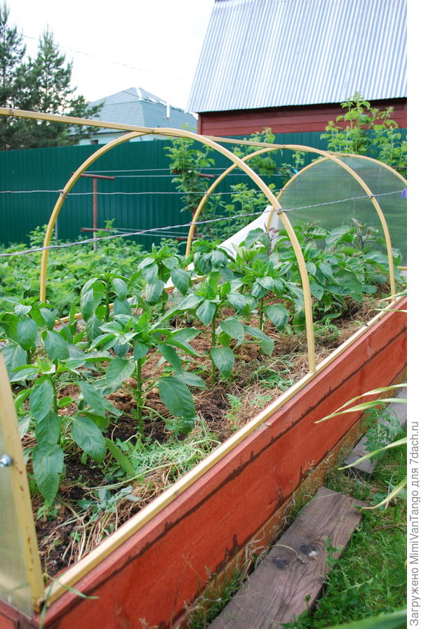 Перец только зацветает.