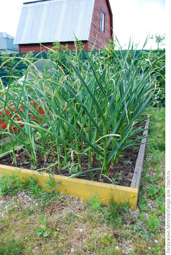 У чеснока сегодня стрелки оборвал.