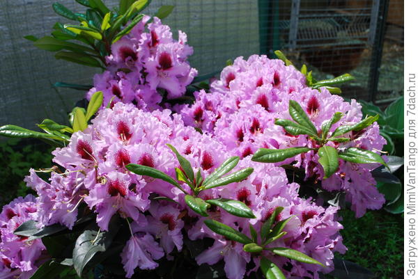 Лето холодное,но кое что цветёт.