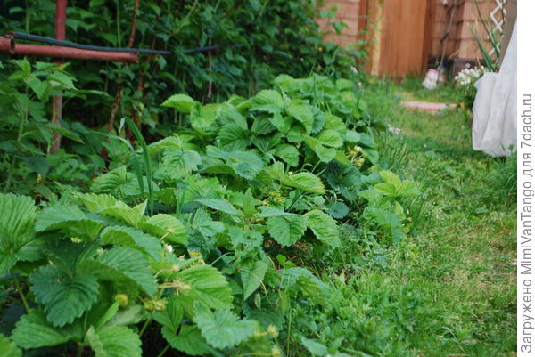 Земляника только завязывается.