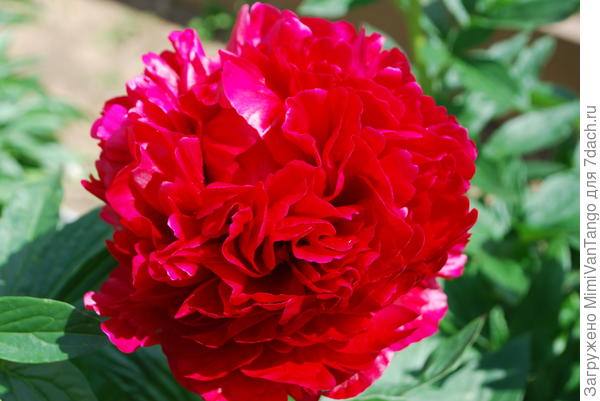 Первый пион этого года.