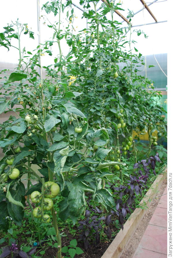 Такие дела в теплице...Пока всё зелено.