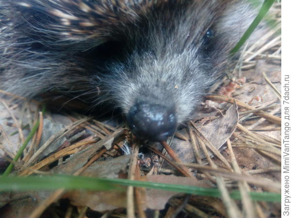 С Баксиком дружат...