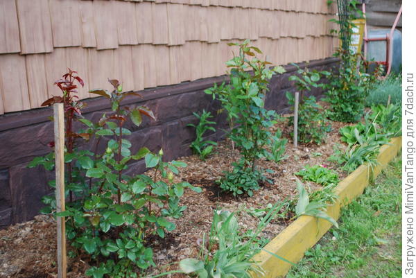 Розы только-только начинают расти.