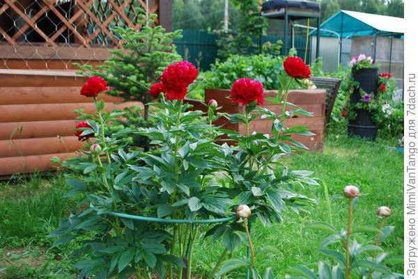 Пион только один из семи зацвёл(пока).