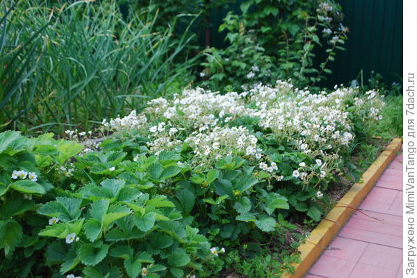 Земклуника всё цветёт.